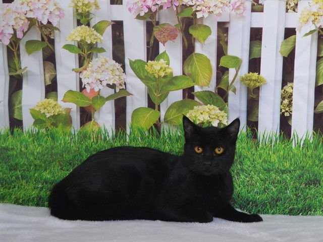 JORDAN - Domestic Short Hair available for adoption