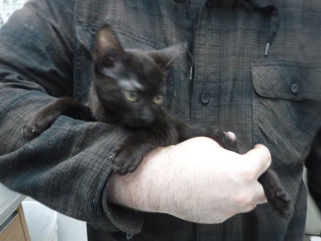 A611187 - Domestic Short Hair available for adoption