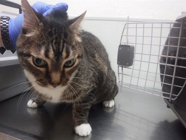 PATTI - Domestic Short Hair available for adoption