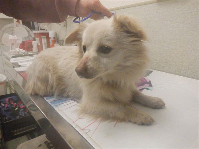 BUTTERCUP - Pomeranian available for adoption