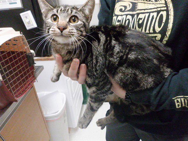 PURRONICA - Domestic Short Hair available for adoption