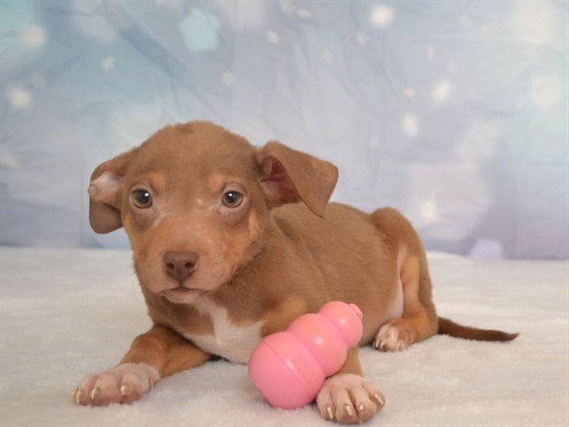 JOYCE - Chihuahua available for adoption