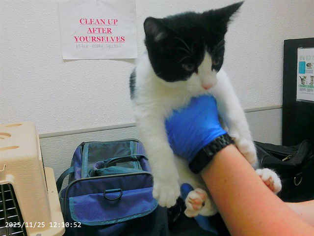 SPARKY - Domestic Medium Hair available for adoption