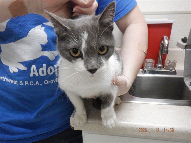 CLEO - Domestic Short Hair available for adoption