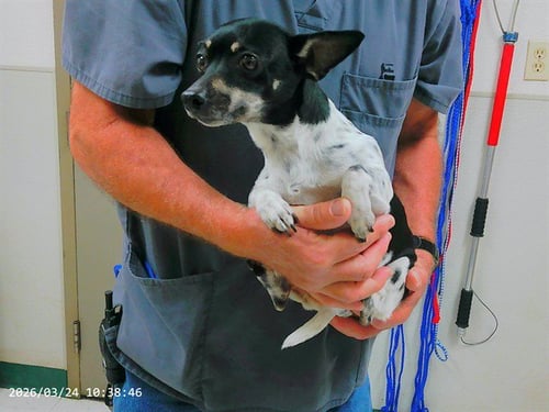 JANE - Chihuahua available for adoption