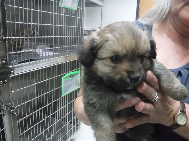 JENNA FOX - Poodle (Toy) available for adoption