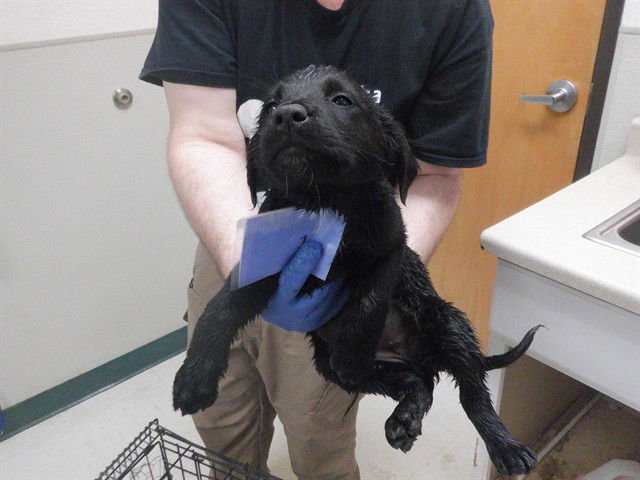 LILY - Labrador Retriever / Queensland Heeler available for adoption