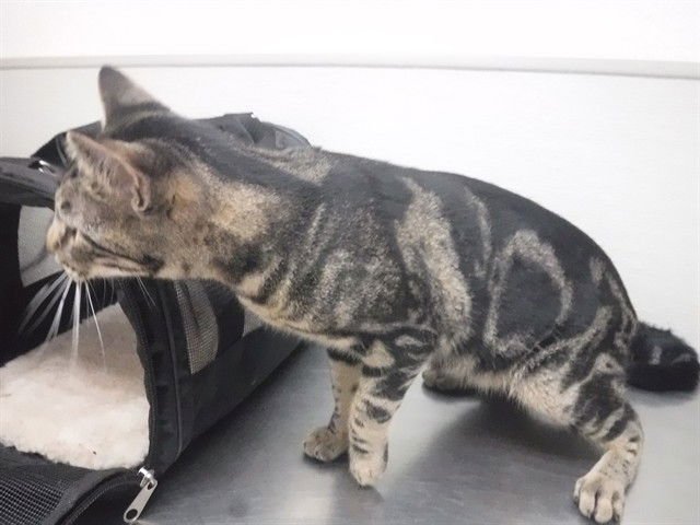 A611255 - Domestic Short Hair available for adoption