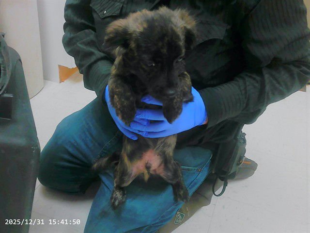 HARINGTON - Dachshund available for adoption