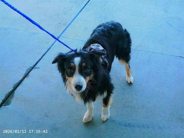 DUNDEE - Australian Shepherd / Border Collie available for adoption