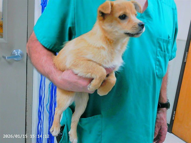 CHARLIE - Pomeranian / Cairn Terrier available for adoption