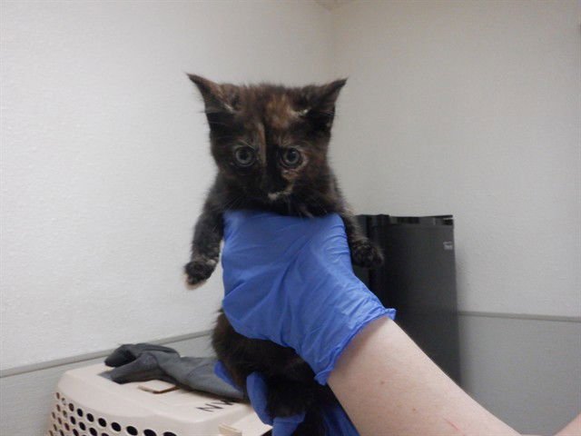 SMOKEY - Domestic Short Hair available for adoption