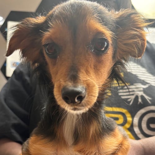 ROCKO - Terrier available for adoption