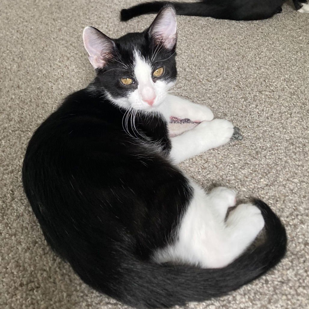 BRIE II (NEW DIGS) - Domestic Short Hair available for adoption
