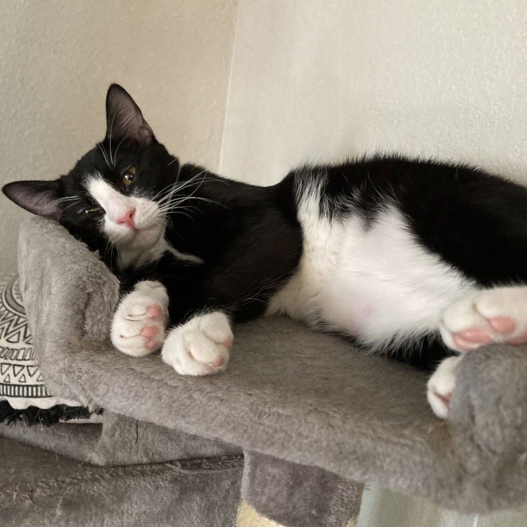 BRIE II (NEW DIGS) - Domestic Short Hair available for adoption