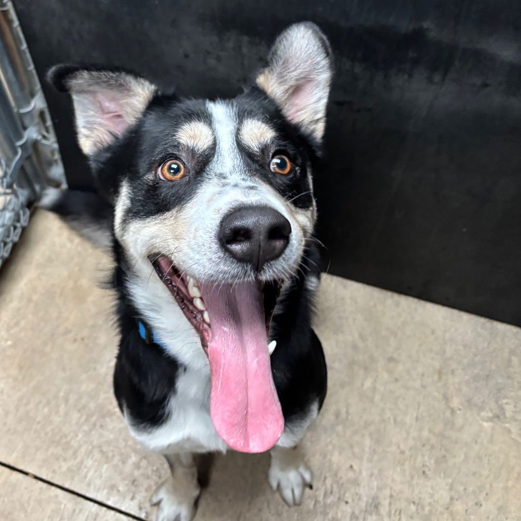 HENRY - Terrier available for adoption