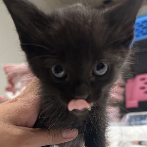 MUNNU - Domestic Short Hair available for adoption