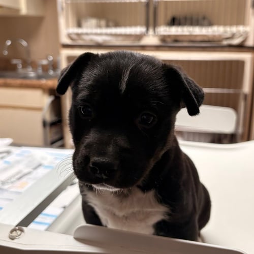DUFF - Terrier available for adoption