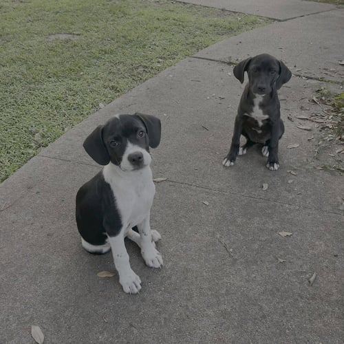 LITTLE FOOT - Terrier available for adoption