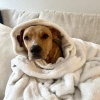 Cinnamon - Photo 2