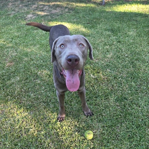 MIGHTY MAX - Labrador Retriever available for adoption