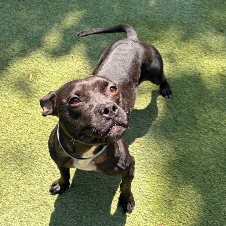 Tilly Image