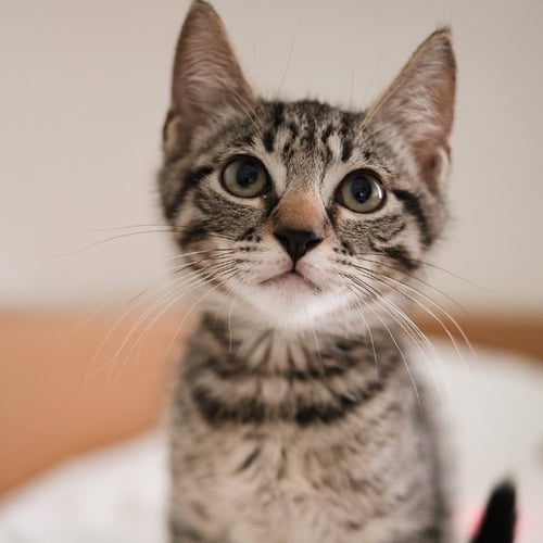 SVEN - Domestic Short Hair available for adoption