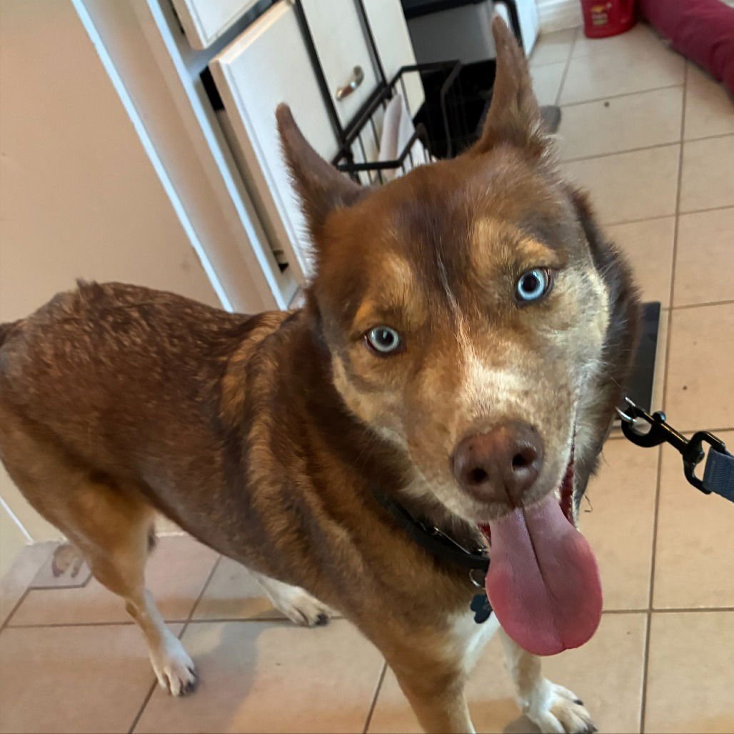 ARCHIE II (NEW DIGS) - Australian Shepherd available for adoption