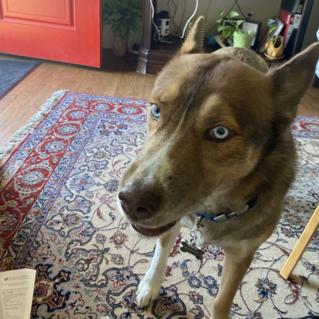 ARCHIE II (NEW DIGS) - Australian Shepherd available for adoption