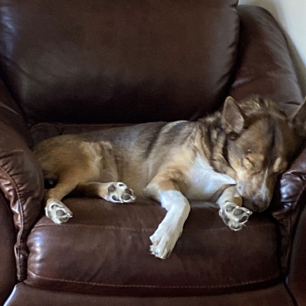 Archie II (New Digs) - Photo 3