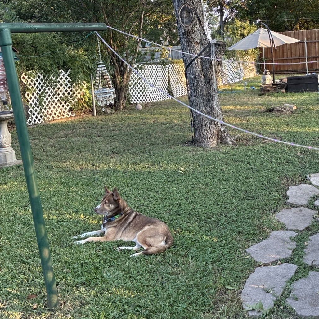 Archie II (New Digs) - Photo 4