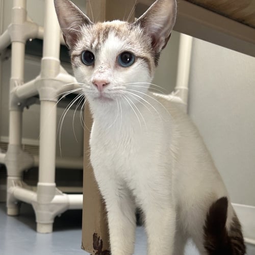 LEO - Domestic Short Hair available for adoption