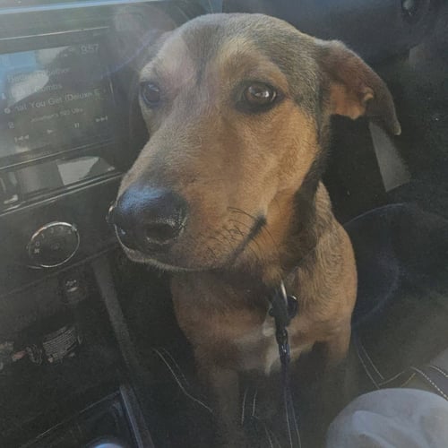 NEMO - Shepherd for adoption in Richardson