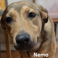 Nemo - Photo 2