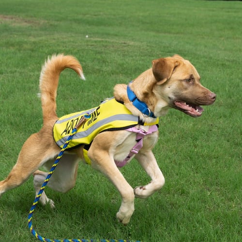 BUBBLES - Terrier available for adoption