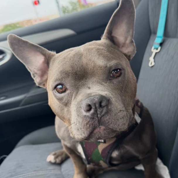 PENNY XIII (NEW DIGS) - American Staffordshire Terrier available for adoption