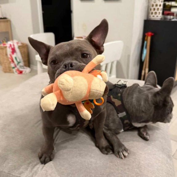 PENNY XIII (NEW DIGS) - American Staffordshire Terrier available for adoption