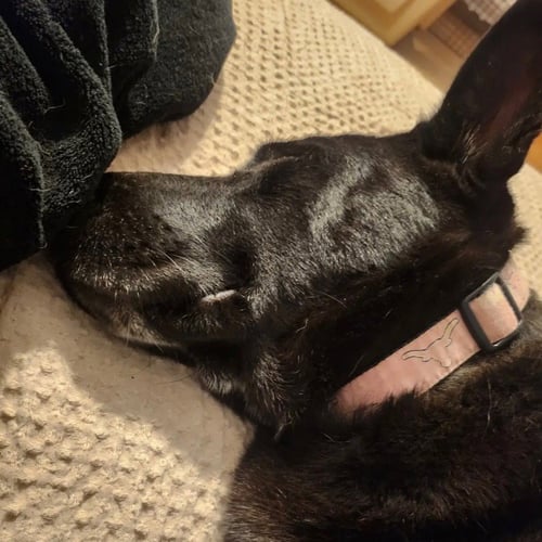 LUNA BELL - German Shepherd Dog available for adoption