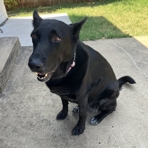 LUNA BELL - German Shepherd Dog for adoption in Richardson