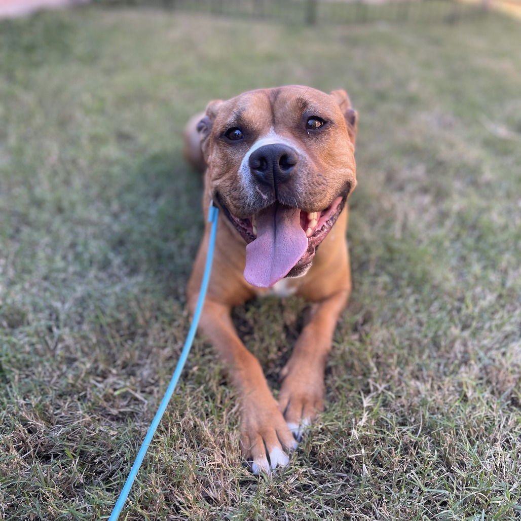 FINNAN (NEW DIGS) - American Staffordshire Terrier available for adoption