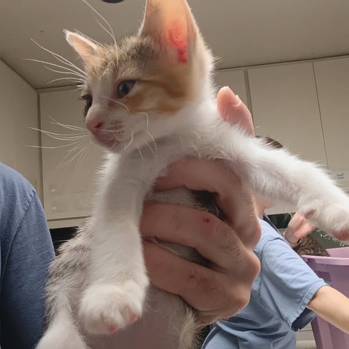 DAYTONA - Domestic Short Hair available for adoption