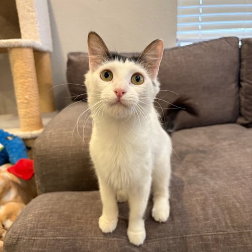 FOCACCIA - Domestic Short Hair for adoption in Denton