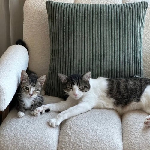 AMERICANO - Domestic Short Hair available for adoption