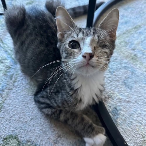 AMERICANO - Domestic Short Hair available for adoption