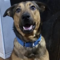 Buster - Photo 4