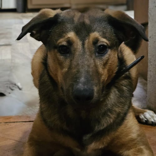 BUSTER - German Shepherd Dog available for adoption