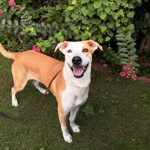ANGEL - Shepherd available for adoption