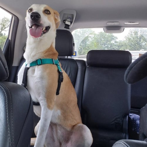 ANGEL - Shepherd available for adoption