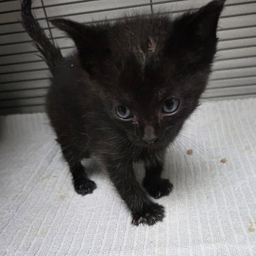 WILDER - Domestic Short Hair available for adoption