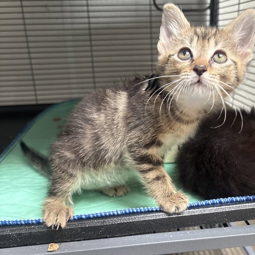 WEBKIN - Domestic Short Hair available for adoption